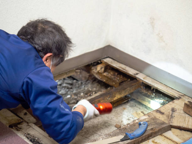 Best HVAC Mold Remediation in Morse, LA