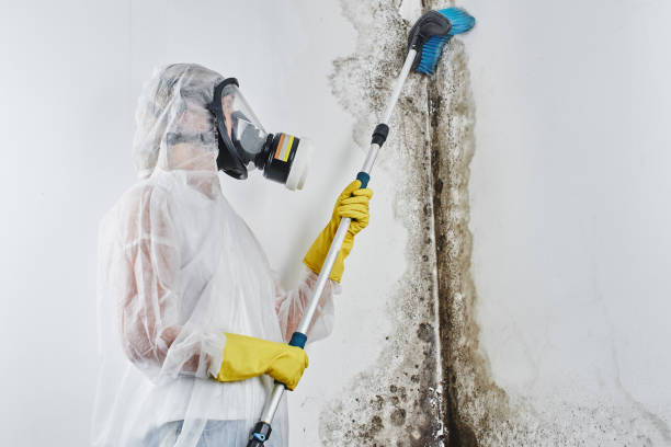 Best Post-Flood Mold Remediation in Morse, LA