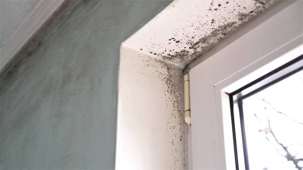 Best Basement Mold Remediation in Morse, LA