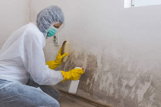 Best Mold Testing and Inspection Services in Morse, LA