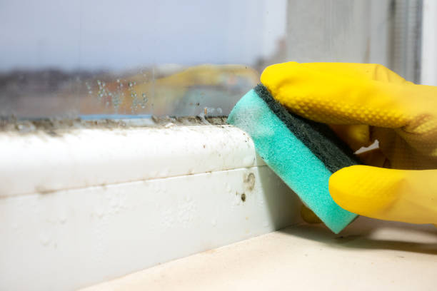 Best Residential Mold Remediation in Morse, LA
