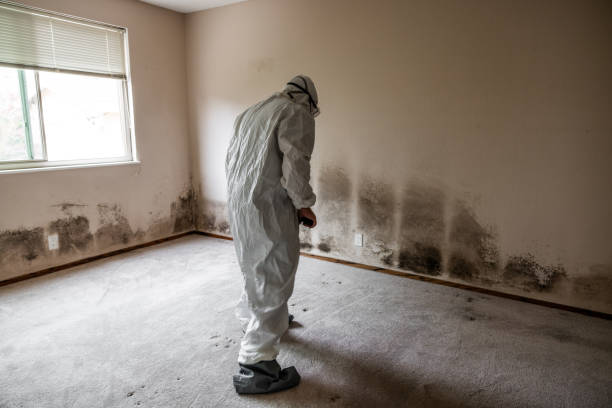 Best Residential Mold Remediation in Morse, LA