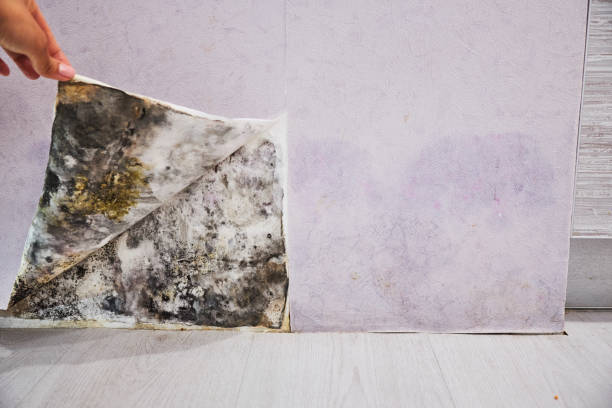 Best Commercial Mold Remediation in Morse, LA